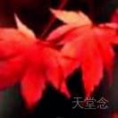枫叶红