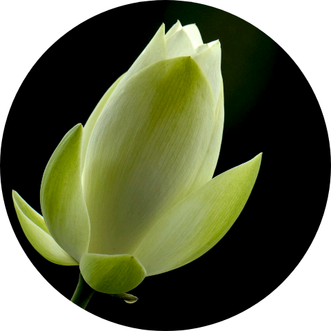 芳香青莲