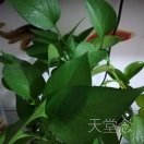 章玲