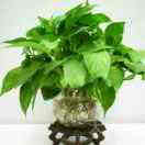 绿萝
