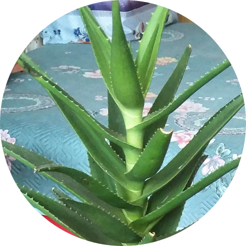 2026年二月二龙抬头