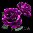 叶  @ 子  &