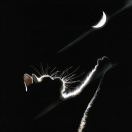 第一年的清明习俗